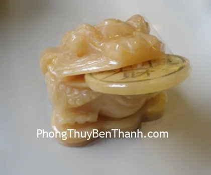Thiềm thừ hoàng long lớn H021