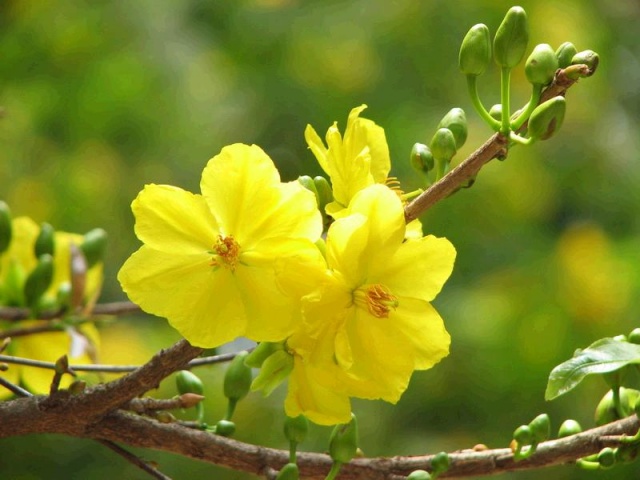 Những “Điềm lành” và “Kiêng kỵ” trong ngày mùng 1 Tết