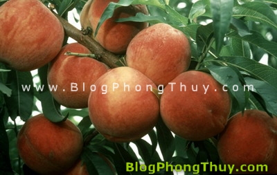 Quả đào, cây đào trong phong thủy