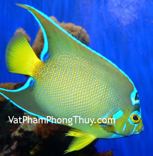 Dùng bể cá kích hoạt vận đào hoa