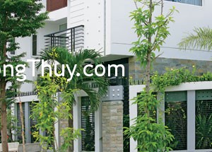 Vì sao không nên trồng cây to trước nhà ?