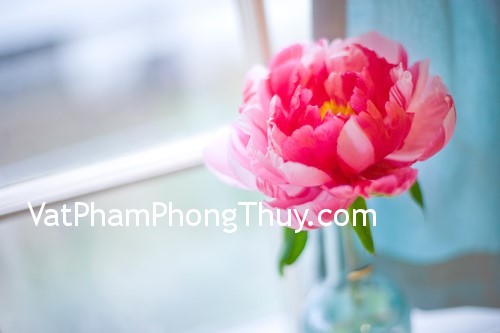 Những loại hoa mang lại may mắn cho nhà ở