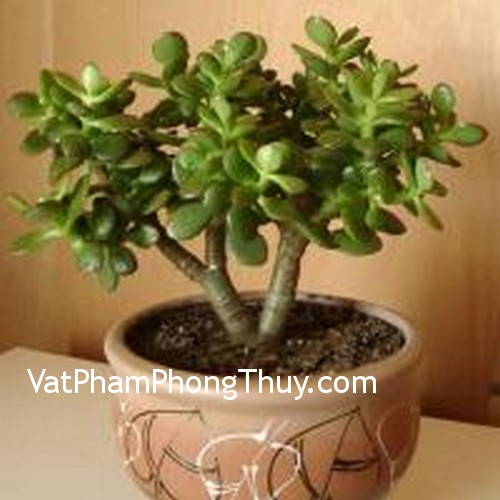 Những loại cây thu hút tài lộc vào nhà