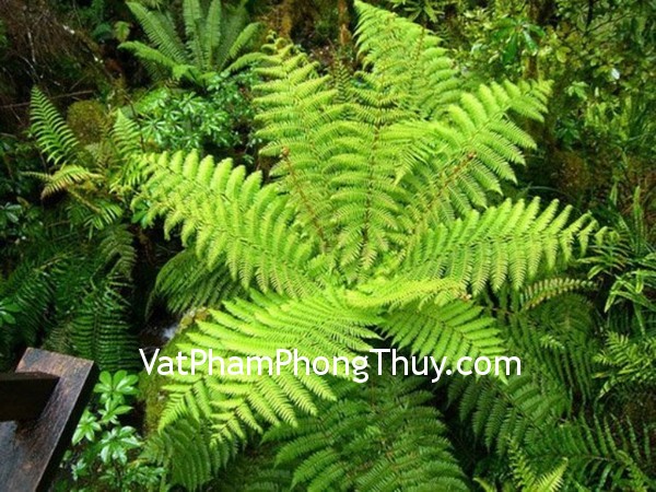 Cách chọn cây trồng hợp phong thủy