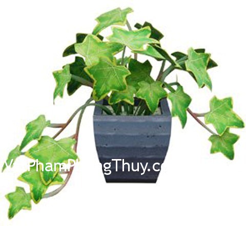 Ý nghĩa của cây thường xuân trong phong thủy