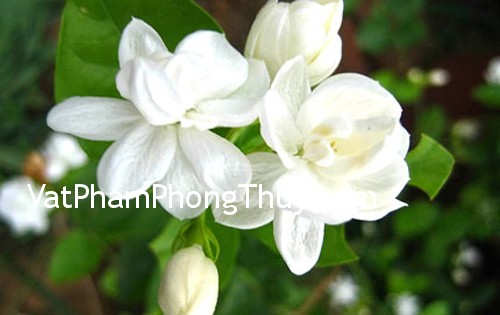 Hoa nào không nên dâng lên bàn thờ ?