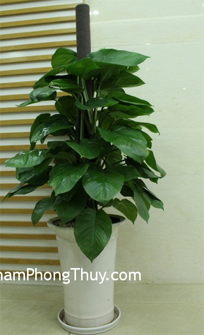 Trồng hoa trong nhà hợp phong thủy