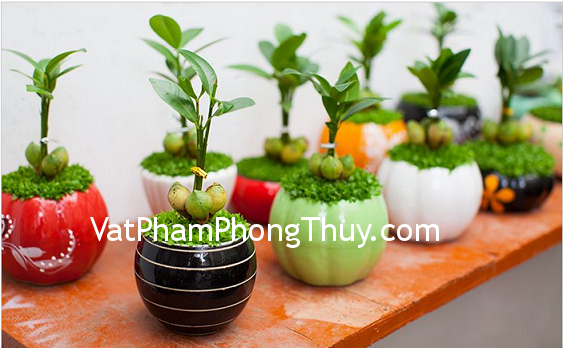 Những loại cây cảnh mang lại điềm lành cho gia chủ