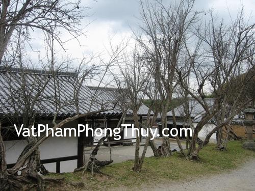 Nên loại bỏ cây khô trong vườn nhà