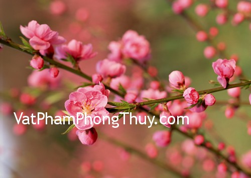 Bí quyết trồng cây cảnh mang lại vượng khí cho nhà ở