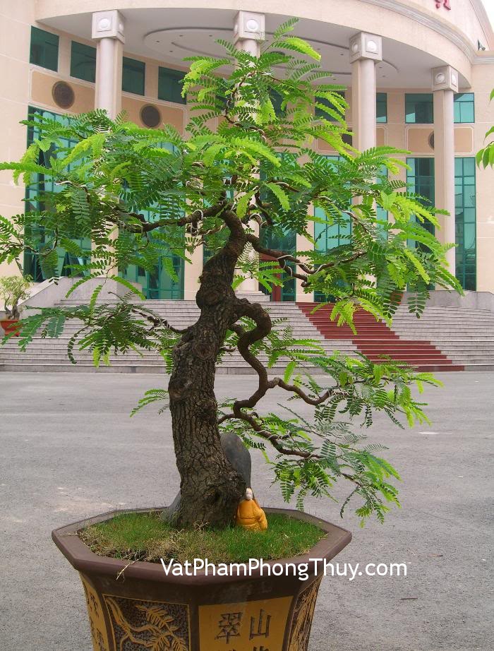 Dùng cây xanh giảm xung hại cho nhà ở