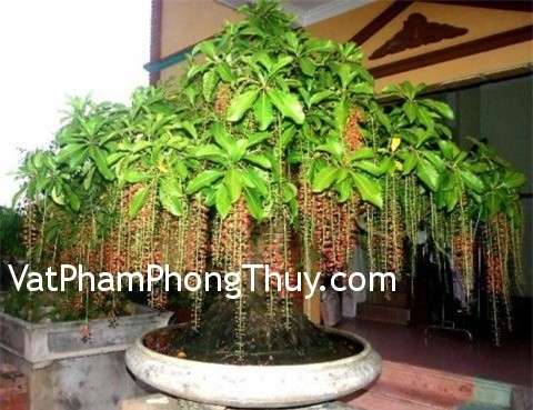 Chọn cây trồng trước cửa nhà hợp phong thủy
