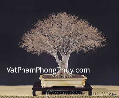 Cây khô mang lại trường khí xấu trong Phong Thủy
