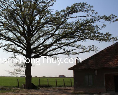 Phong thủy cho nhà có cây to trước cửa