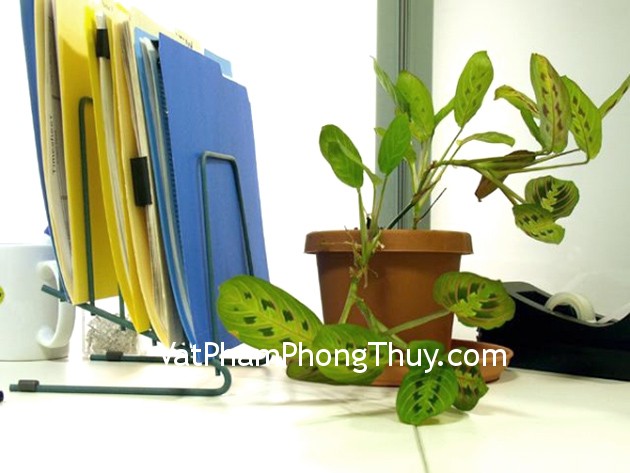 Trang trí cây xanh đúng cách tại nơi làm việc