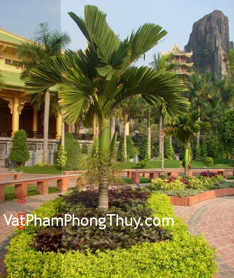 Trước nhà trồng cau lùn mang lại may mắn