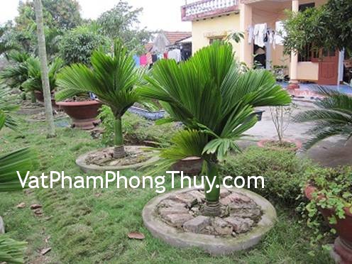 Cách trồng cau lùn mang lại may mắn