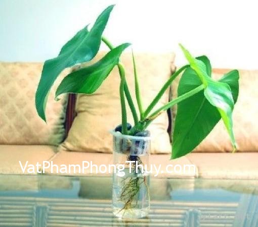 Bí quyết phong thủy cho nàng độc thân