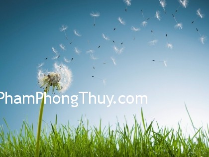 Bố trí cây xanh giúp sống khỏe