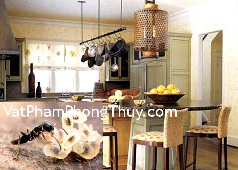 Phong thủy bàn về việc côn trùng làm tổ trong nhà