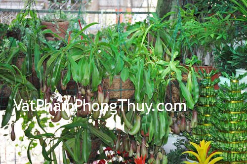 Dây nắp ấm giúp tăng cường tình yêu đôi lứa