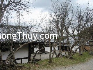 Ý nghĩa cây khô trong phong thủy