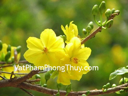 Cách chọn hoa mai chơi Tết đẹp và hợp phong thủy