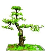 Cách chơi cây kiểng theo phong thủy