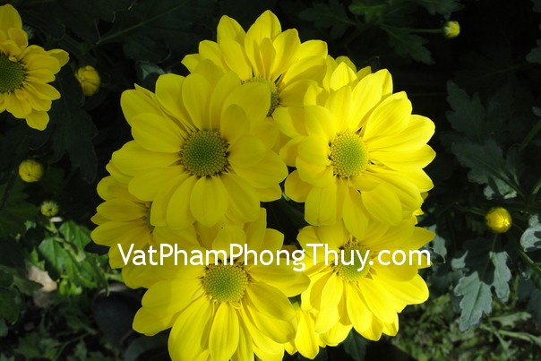 Những loại cây cảnh thu hút tiền tài cho nhà ở