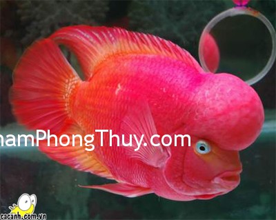 Chọn nuôi cá hợp phong thủy đem lại may mắn