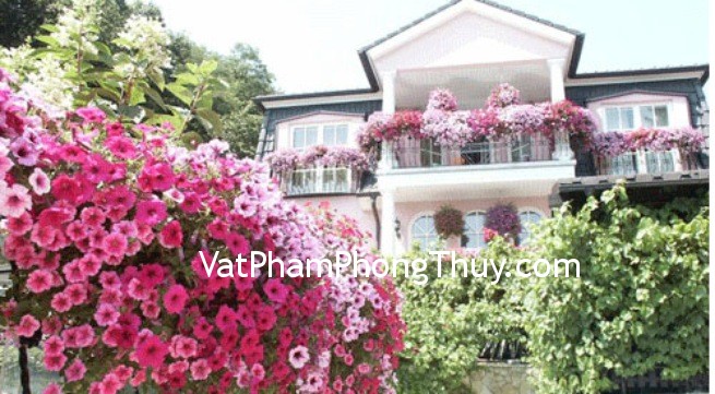 Những loại cây phong thủy có tác dụng bảo vệ ban công