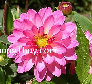 Ý nghĩa của các loài hoa trong phong thủy