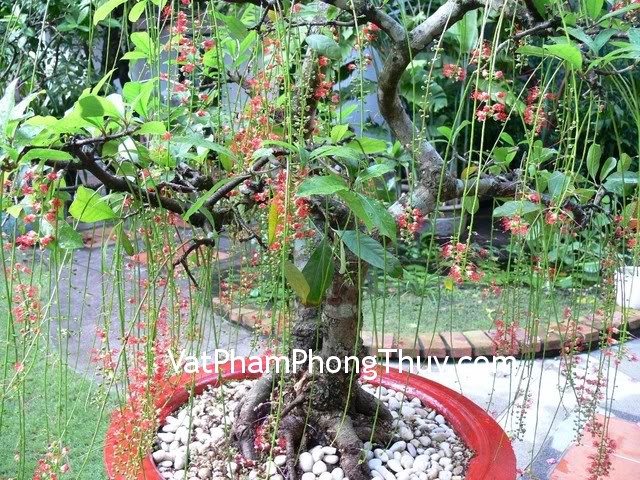 Những cây cảnh giúp "tiền vào như nước" khi để trong nhà