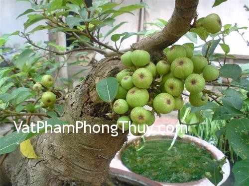 Cây sung cảnh mang ý nghĩa sung túc, viên mãn