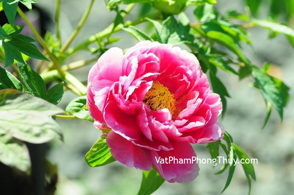 Ý nghĩa của các loài hoa trong phong thủy
