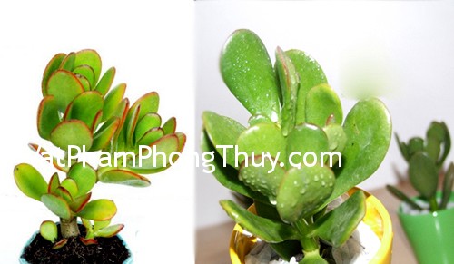 Những cây xanh có tác dụng thu hút tài lộc cực tốt