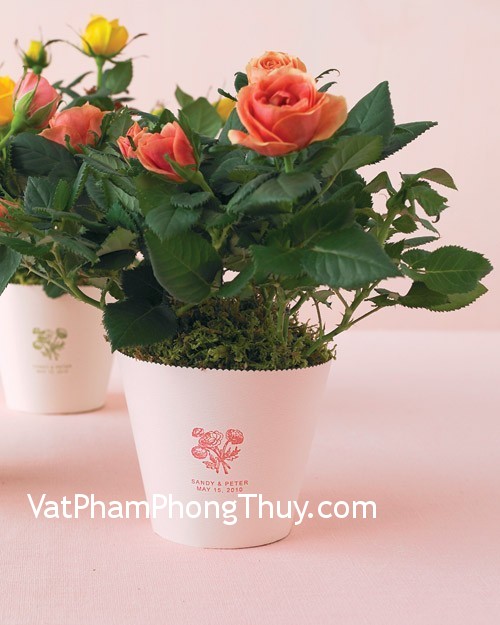 Bố trí cây cảnh đúng cách cho phòng khách thêm tài lộc