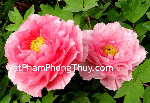 Những loại cây phát lộc nên trồng trong nhà