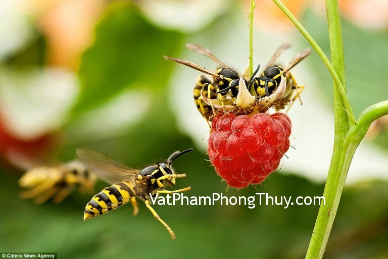 Ong làm tổ trong nhà đem lại nhiều may mắn