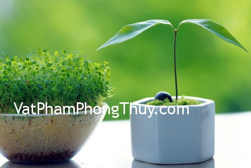Cách bố trí cây xanh trong phòng làm việc hợp theo phong thủy