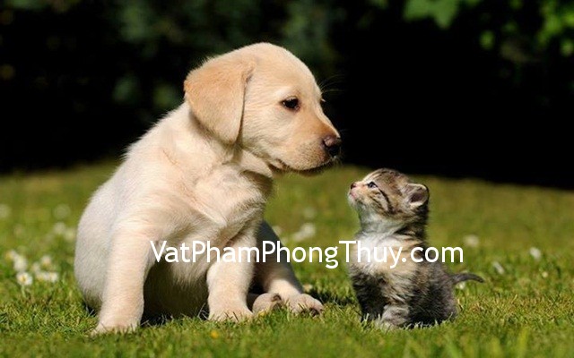 Chọn vật nuôi hợp mệnh đem lại thịnh vượng cho gia chủ