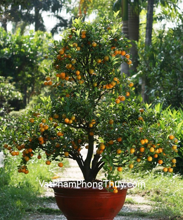 Bí quyết chọn đào, quất, mai rước lộc cho nhà ở ngày Tết