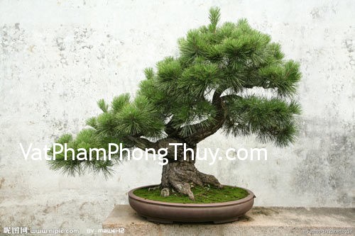 Cách bố trí cây cảnh tăng cường tài lộc cho ngôi nhà
