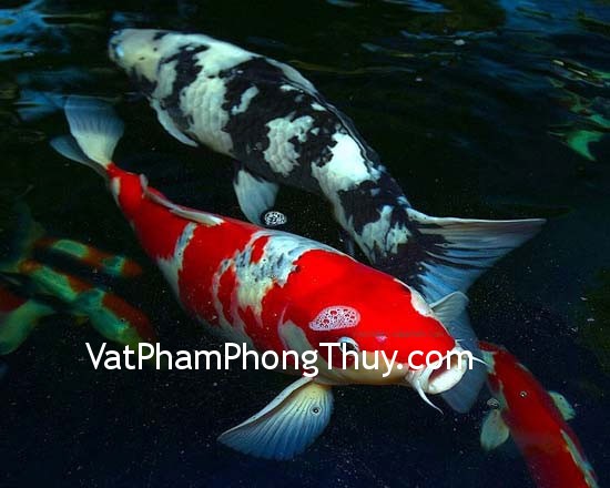 Cách chọn cá cảnh theo phong thủy