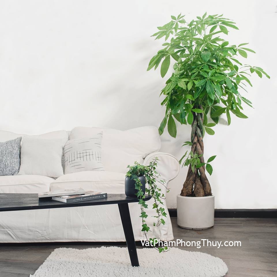 Trồng cây phong thủy trong nhà phải đúng vị trí thì mới mong được may mắn