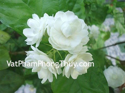 Trên ban thờ tuyệt đối đừng đặt những loại hoa này nếu không vận xui khó tránh