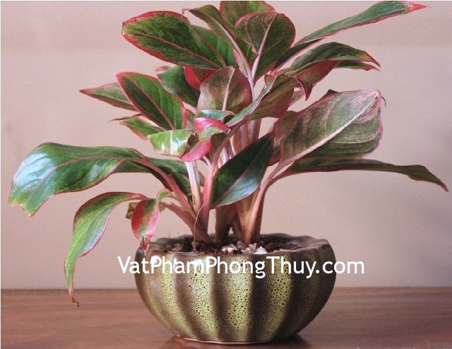 Chọn cây phong thủy trong thư phòng giúp sự nghiệp lên hương