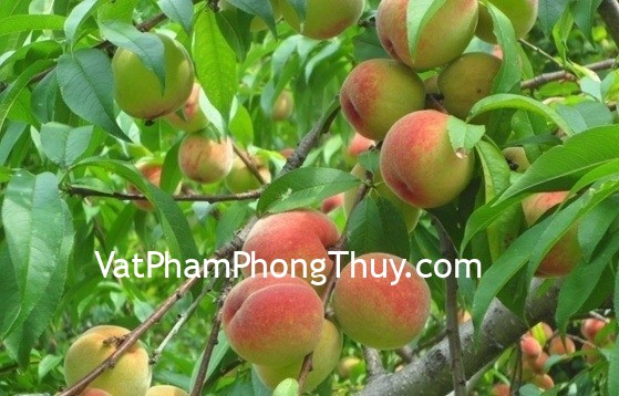 Cách đặt trái cây giúp tăng vượng khí phong thủy cho nhà ở