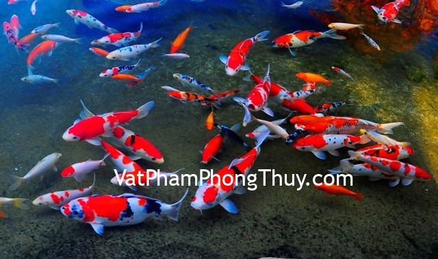 Ý nghĩa của các loài cá trong Phong Thuỷ