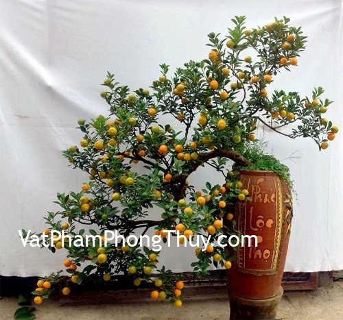 Cách bày đào, mai, quất đem lại may mắn cho nhà ở